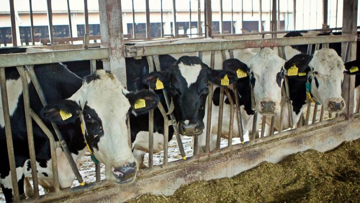 Fermierii din Iași au depus 2.141 de cereri în schema pentru ajutor COVID-19. Banii vor intra în conturile crescătorilor de bovine până la finalul acestui an