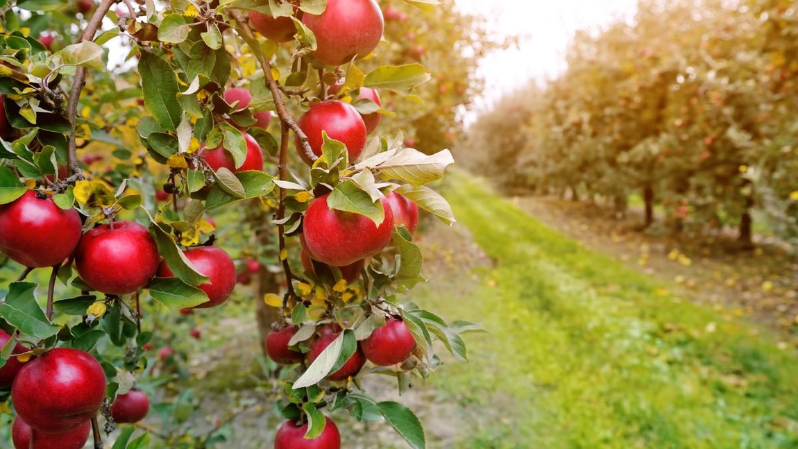 Pomicultorii din Iași au investit 1,3 milioane de euro, fonduri europene, în afacerile din mediul rural. Zeci de hectare cu livezi de cireși și meri au fost înființate în comunele din județ