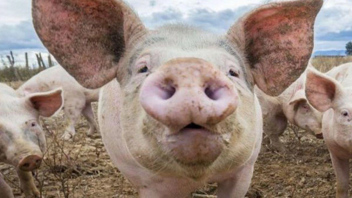 Mii de porci sunt sacrificaţi din cauza apariţiei unui nou focat de pestă porcină