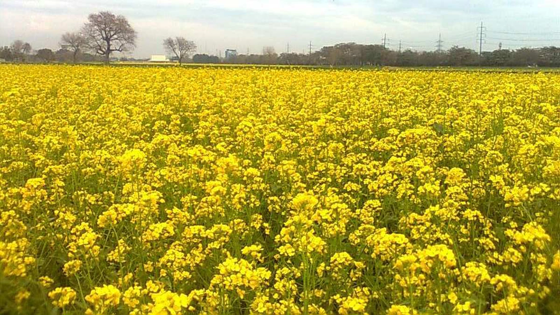 Fermierii din Iași care au depus cereri în Programul de minimis pentru plante aromatice vor fi verificați de inspectorii APIA. Cultivatorii din județ au solicitat ajutoare în valoare de 20.000 de euro