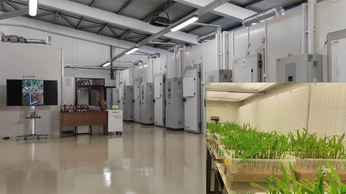 Proiect revoluționar pentru agricultura din România, dezvoltat la Iași! Într-un laborator ultra-modern se testează rezistența culturilor de porumb la schimbările climatice