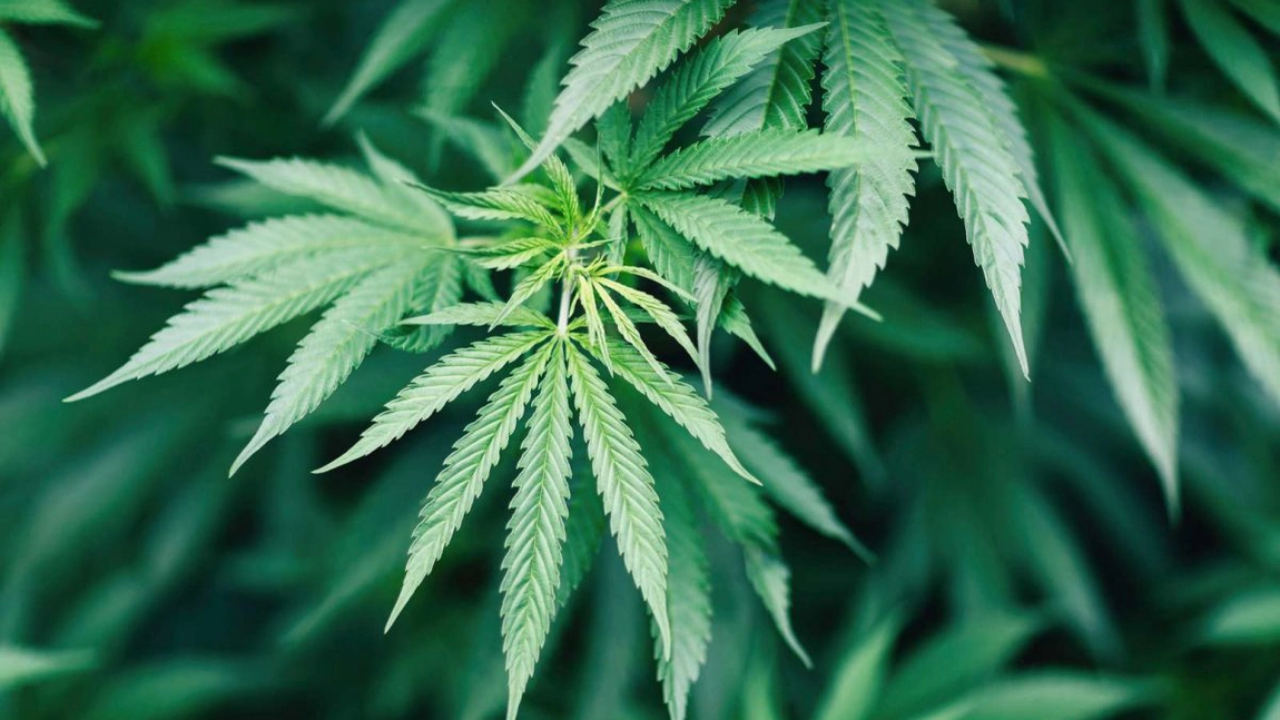 Tarabe cu icoane și ciocolată cu marijuana la Salina Praid. Preot: ”Nu e drog, e cânepă. E unsă cu dragoste”