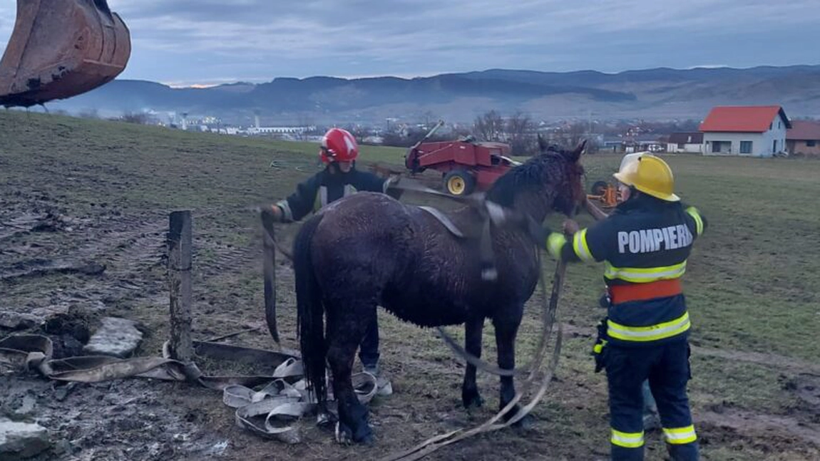 Pompierii ieşeni intervin pentru salvarea unui cal care a căzut într-un canal
