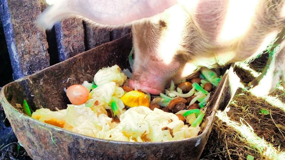 Ce se dă la porci pentru poftă de mâncare: Sfaturi utile date de fermieri