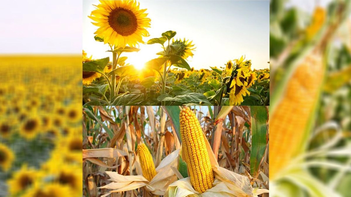 Producătorii de legume, fructe de pădure și miere, din Iași, vor să obțină certificatele ecologice de la Direcția Agricolă. Cererile mai pot fi depuse până la finalul acestui an