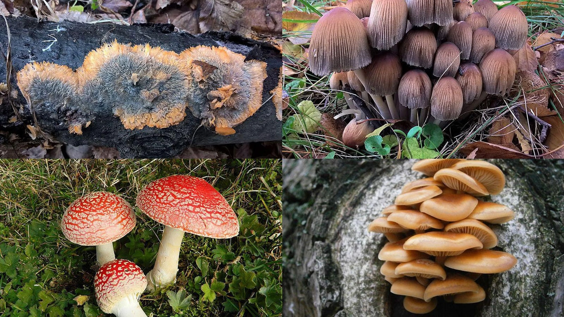 Expoziție cu specii de ciuperci comestibile și toxice, în acest weekend, în Grădina Botanică 