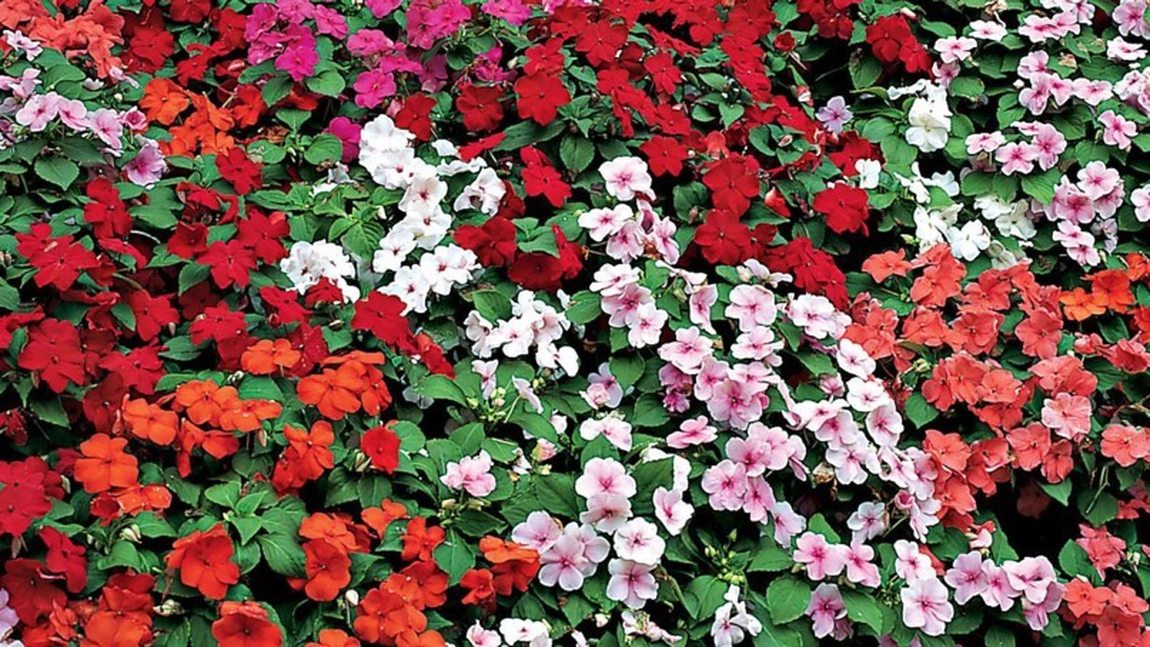 Unde se ține sporul casei: Ce sfaturi ne dau horticultorii