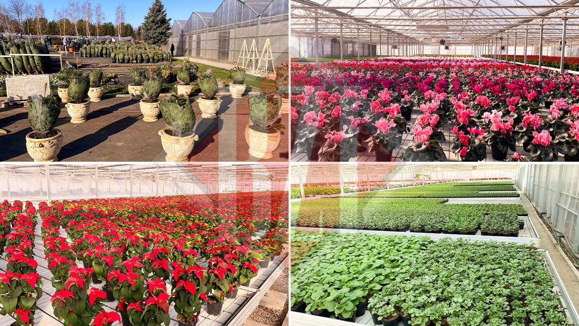 Serele Serviciilor Publice sunt pline cu florile care urmează să fie plantate în primăvara anului viitor