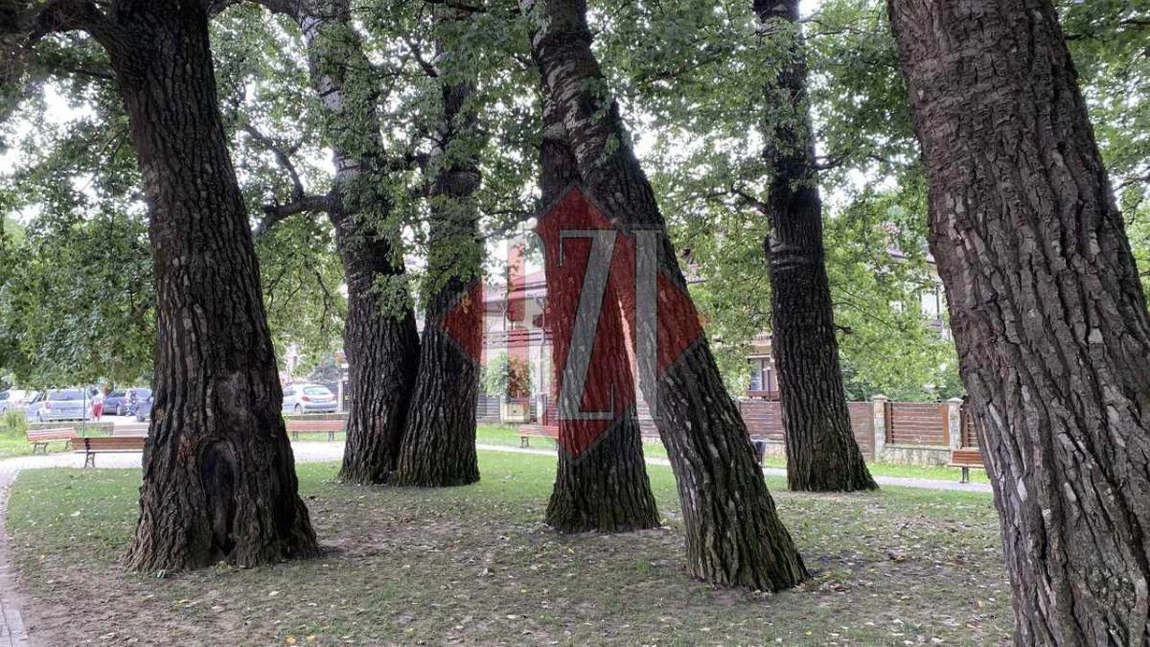 Arbori ornamentali în valoare de 100.000 de euro vor fi aduși la Iași! Contractul a fost semnat cu o firmă din Ilfov, ce vinde de 10 milioane de euro
