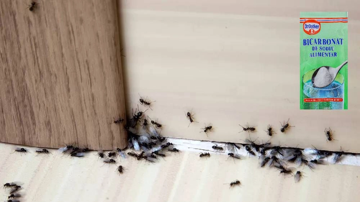 Bicarbonat de sodiu pentru furnici: Cum să scapi de ele extremd e simplu