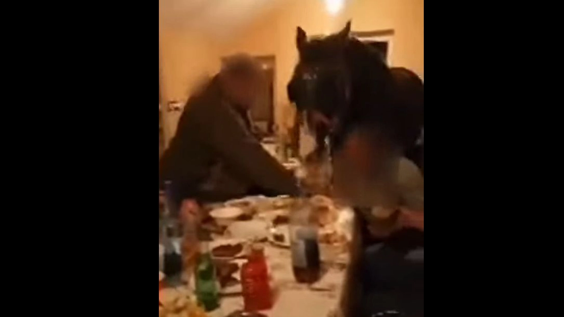 Bărbați din Călărași amendați, după ce s-au filmat cu calul în sufragerie la o petrecere - FOTO, VIDEO