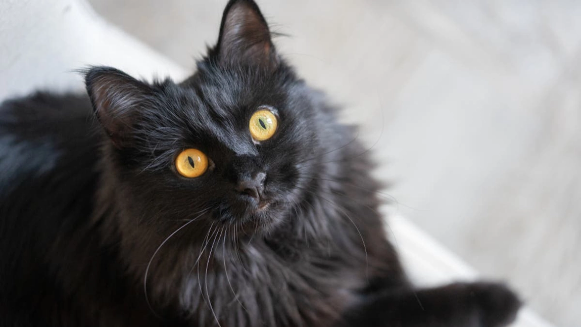Cât trăiește o pisică: Informația cunoscută de toți iubitorii de animale