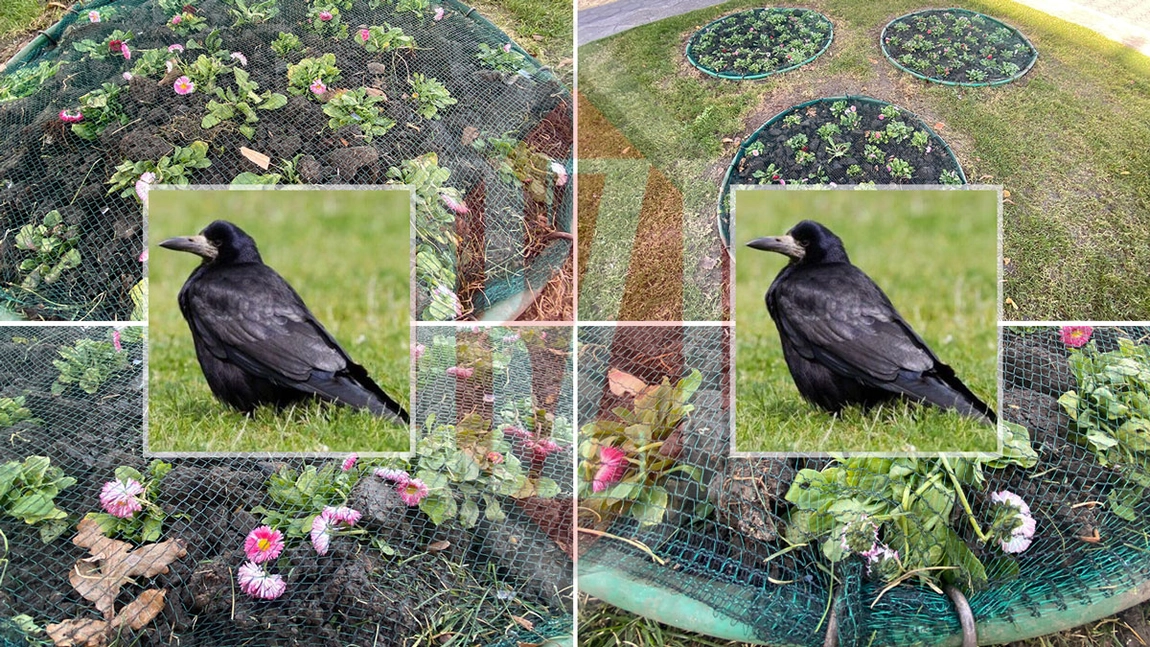 Societatea Servicii Publice Iași a găsit o soluție pentru a combate dăunătorii care distrug florile plantate în oraș. Cel mai mare dușman: ciorile