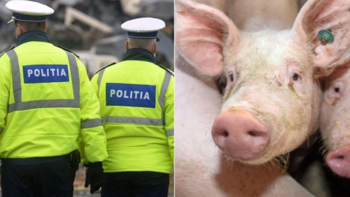 Cereri pentru porci, făcute de mai mulți polițiști din Giurgiu