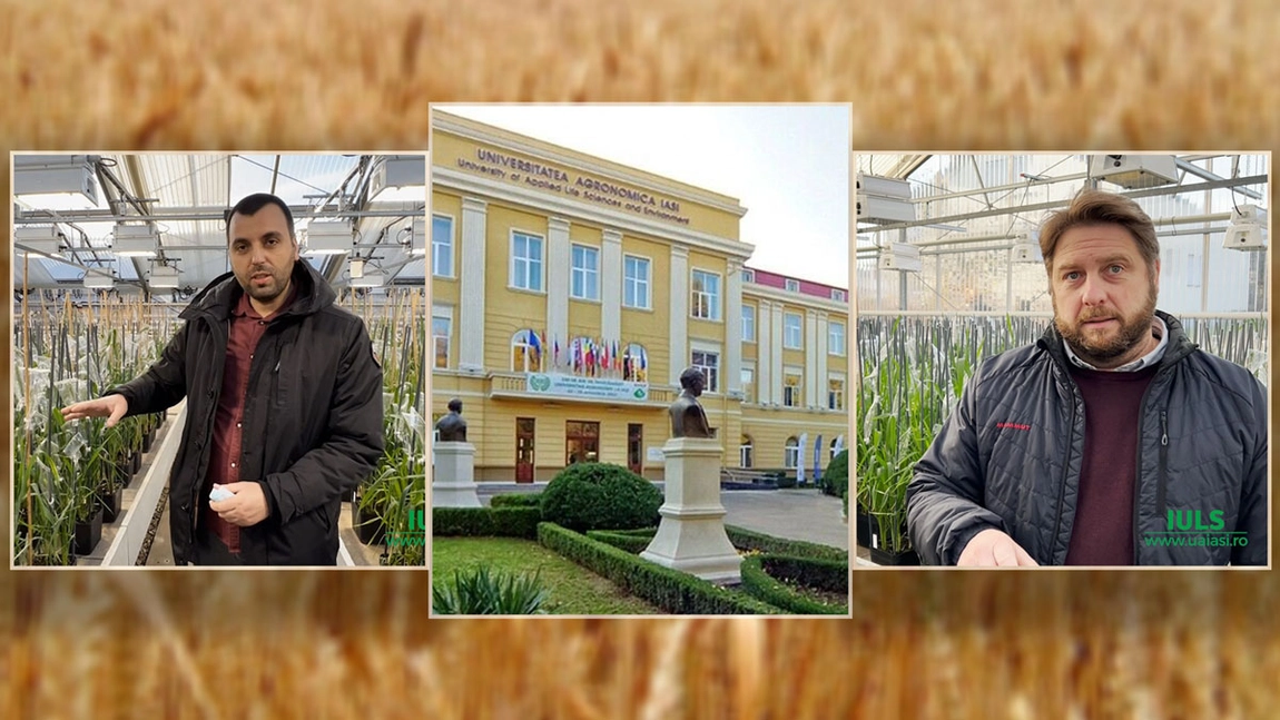 Toată planeta caută asta! La Iași, cercetători locali și din Germania caută soluții pentru soiuri de grâu mai rezistente la secetă. Este un proiect la Universitatea de Științele Vieții