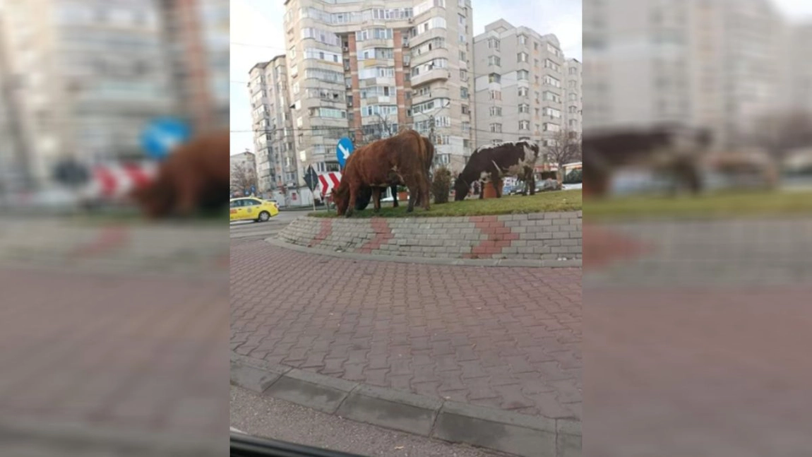 Mai multe vaci au fost văzute la păscut într-un sens giratoriu din Iași - Video