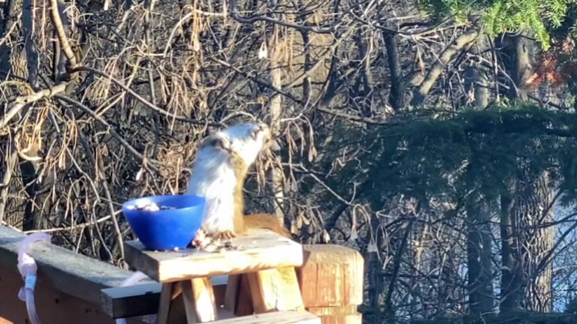 Ai văzut vreodată o veveriță beată? Iată videoclipul care a devenit viral