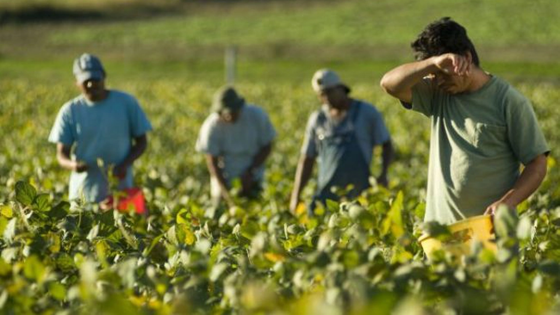 Pandemia de COVID-19 le pune bețe în roate agricultorilor din România