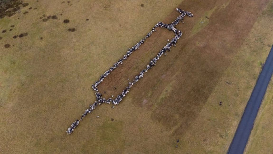 Idee inedită a unui cioban destinată antivacciniștilor. Circa 700 de oi și capre aranjate în formă de seringă - FOTO, VIDEO