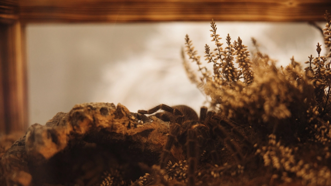 GALERIE FOTO: „Giganți” din lumea păianjenilor pot fi admirați la Iulius Mall Cluj în cadrul expoziției The Taranterra Project