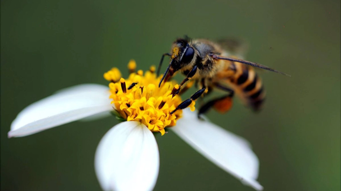 Laptisor de matca: Mod de administrare, beneficii, indicatii!