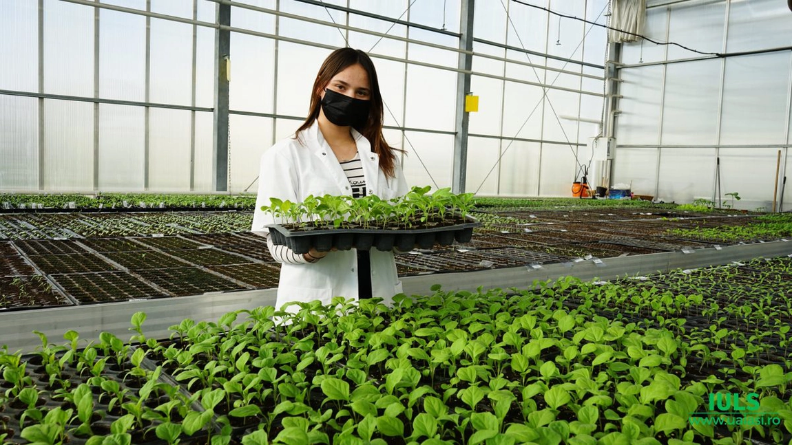 Specialiștii de la Facultatea de Horticultură din Iași transmit care sunt greșelile de evitat la producerea răsadurilor! - FOTO