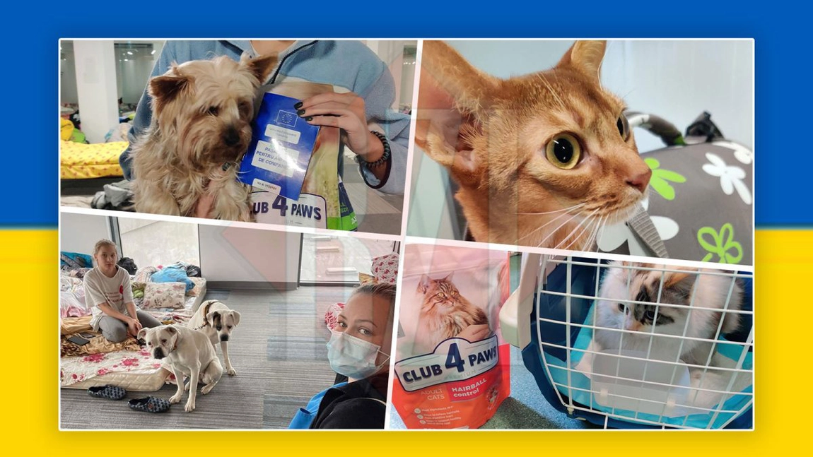 Impresionant! Zeci de animale ale refugiaților au ajuns în Iași: „Vrem să lăsăm o lume mai bună decât am găsit-o”