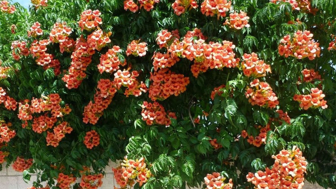 Plante cățărătoare rezintente iarna - Ce flori ornamentale pot rezista și la îngheț