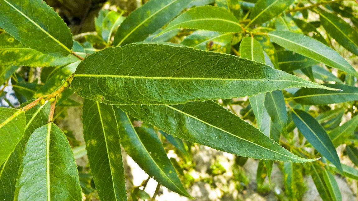 Ce este aspirina naturală și din ce se obține: Iată care sunt beneficiile acesteia