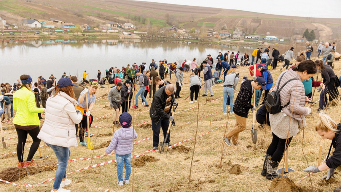 Voluntarii IULIUS s-au implicat în campanii de împădurire în Iași, Cluj și Timișoara