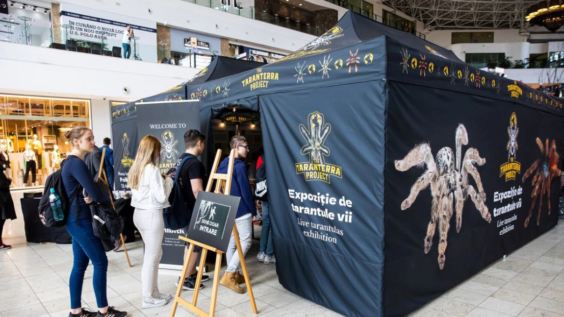 24 de centimetri, dimensiunea celei mai mari tarantule din expoziţia The Tarranterra Project, care poate fi vizitată la Palas