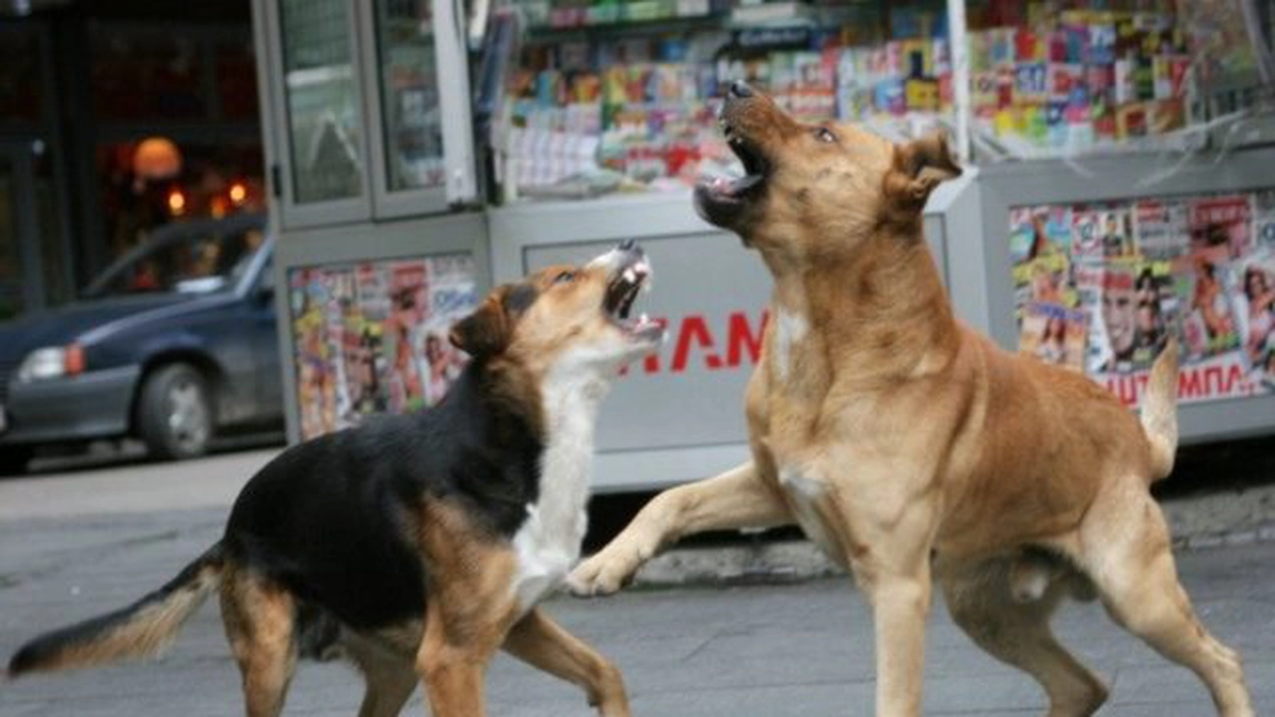 O femeie din București a fost sfâșiată de 20 de câini. Cum au reacționat cei de la Autoritatea pentru Supravegherea şi Protecţia Animalelor