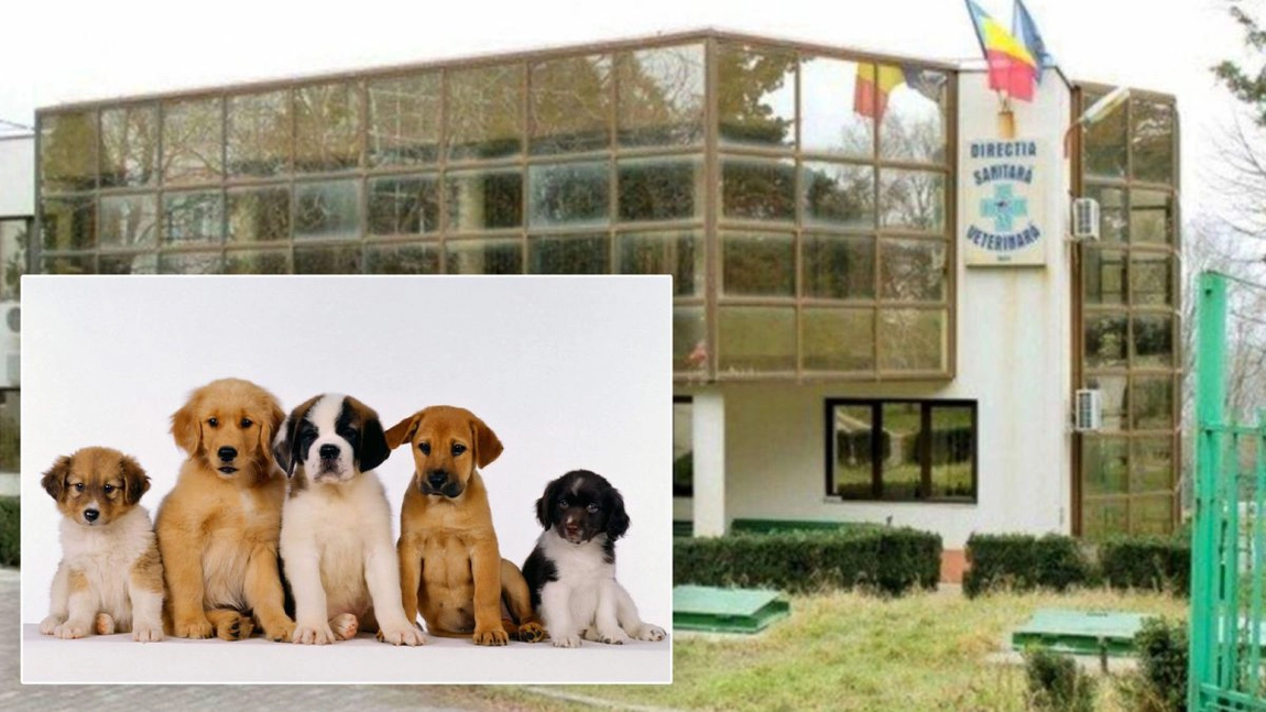 Vânzarea animalelor de companie pe Internet, reclamată de ieșeni la DSVSA. ”Au reclamat și persoane care erau din București”
