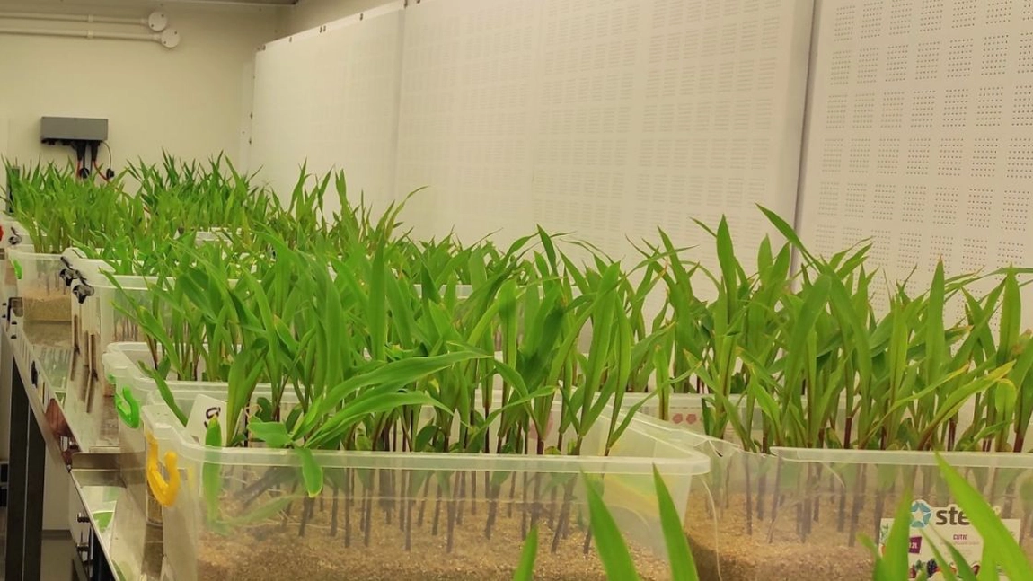 Camera termică de la USV Iași poate fi salvarea agriculturii! Se fac teste în condiții de primăvară sau vară