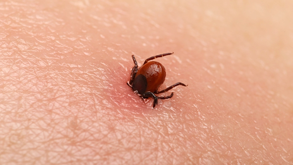 Este obligatoriu să iei antibiotic după mușcătura de căpușă? Iată recomandările medicilor