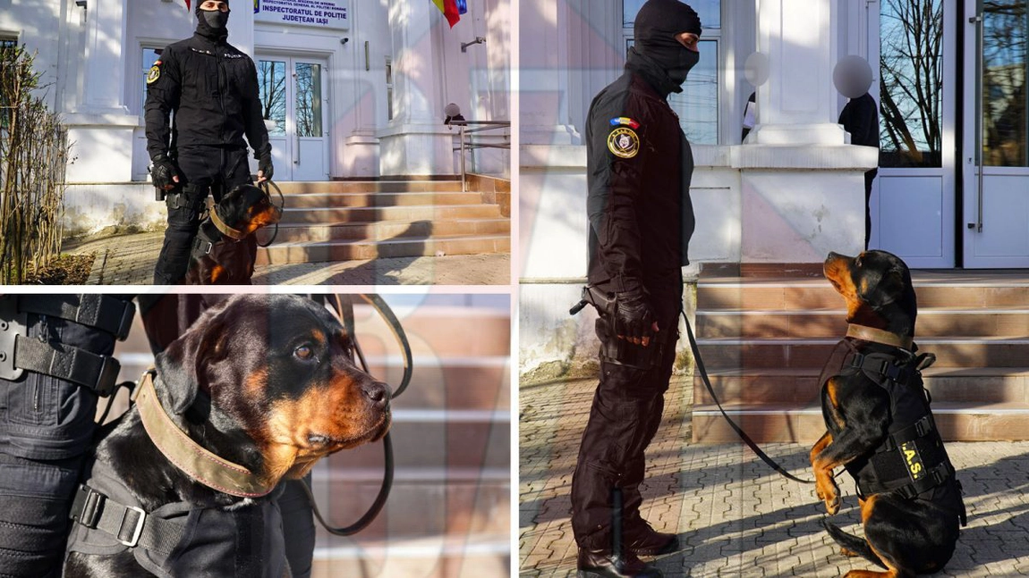 Toxa este unul dintre cei mai periculoși agenți IPJ Iași. Cine sunt aceștia și în ce misiuni sunt implicați? – Galerie FOTO-VIDEO