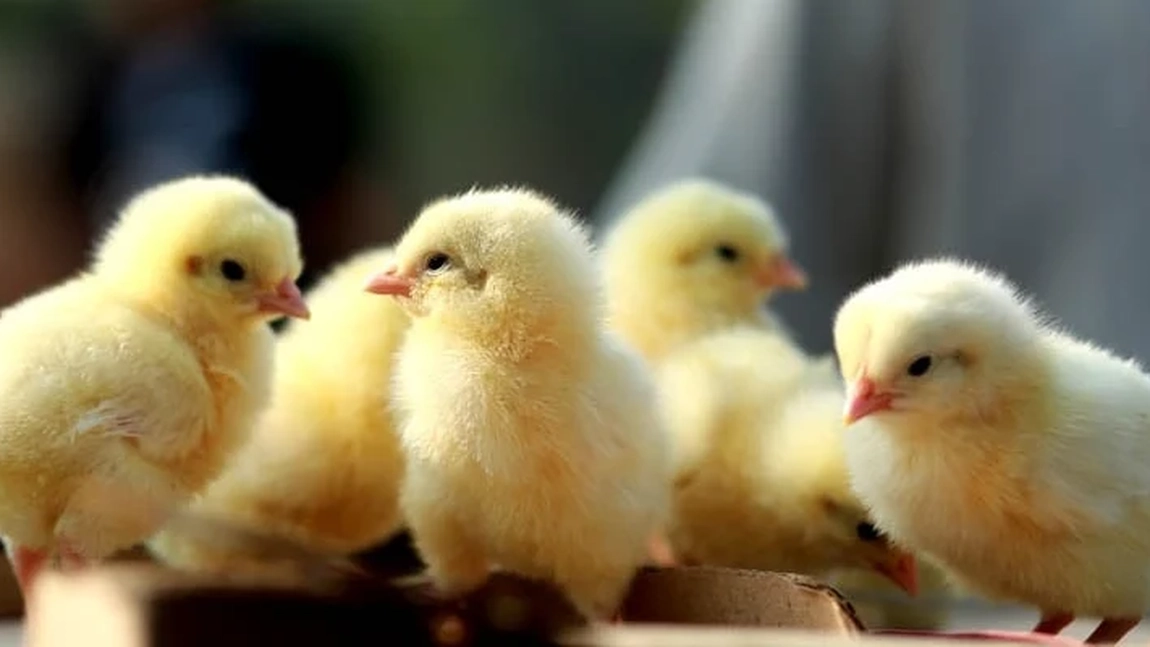 Temperatură incubator ouă de găină. La ce să fii atentă pentru a păstra embrionul viu
