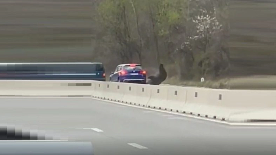 Un urs a fost lovit pe DN1 de două maşini - VIDEO