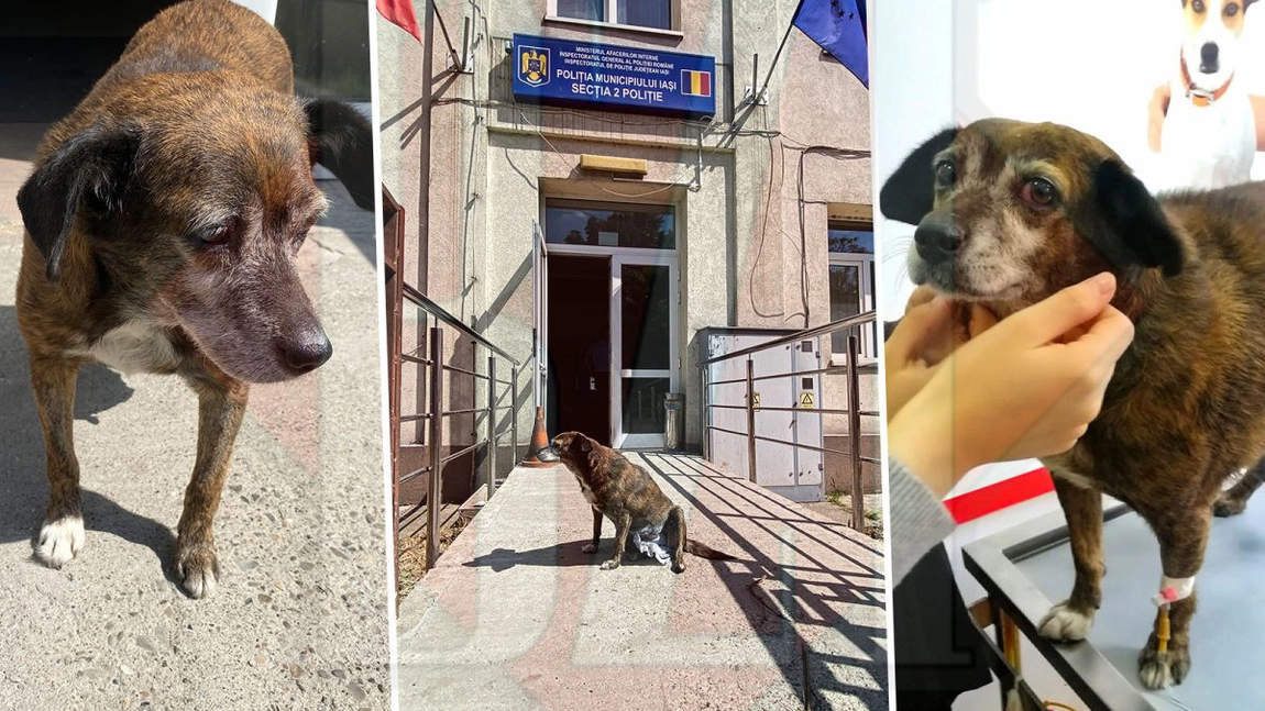 Fetița, o cățelușă norocoasă, inima polițiștilor de la Secția 2! Patrupedul care îi conduce la birou dimineața a fost salvat, după o operație dificilă (FOTO – EXCLUSIV)