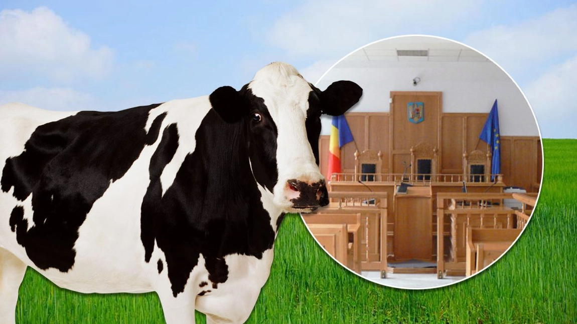 Doi soți din Iași, chemați în judecată de o vecină după moartea unei vaci! O femeie le cere despăgubiri pentru animalul gestant, dar și pentru laptele pierdut (EXCLUSIV)