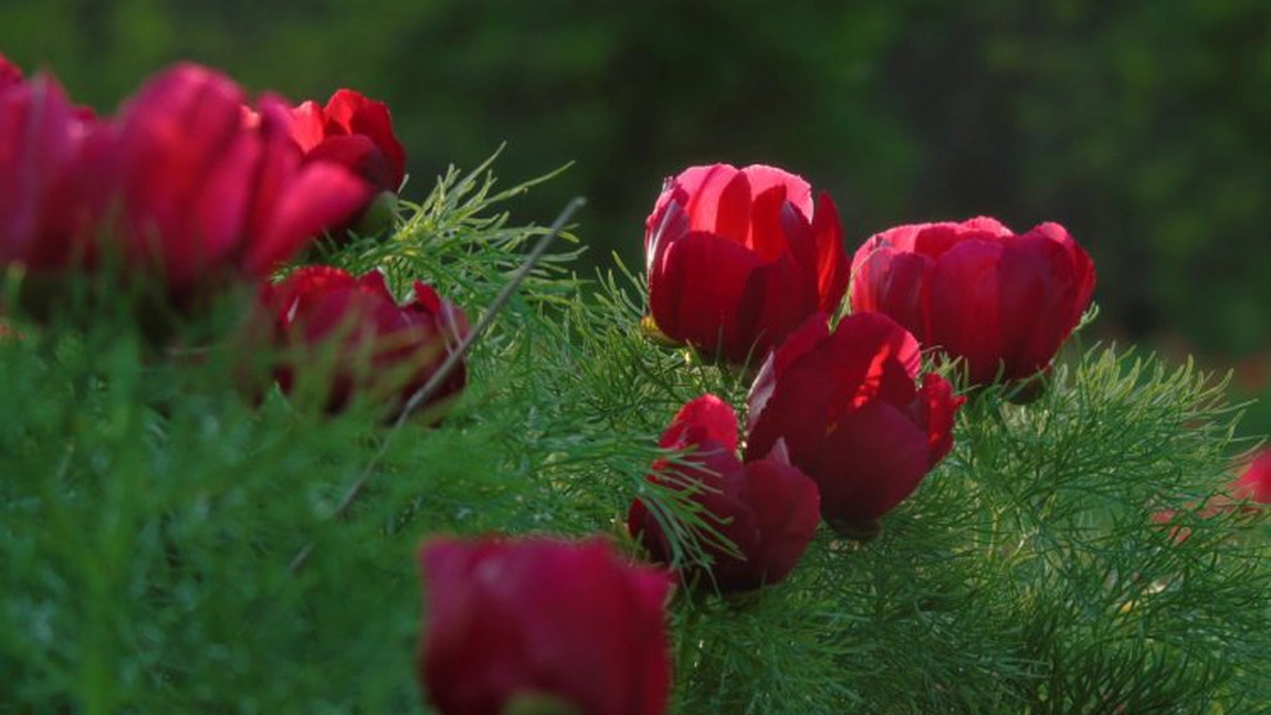 S-au strâns peste 5 mii de semnături pentru declararea bujorului drept 