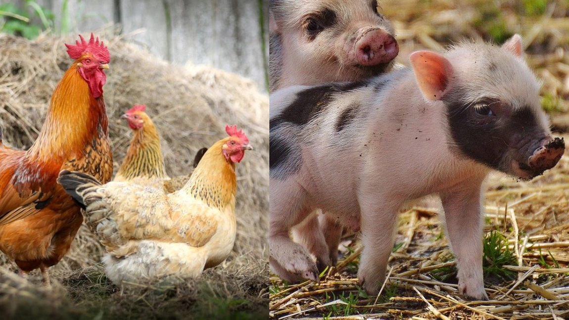 Este interzis prin lege! Orașul din România în care nu mai ai voie să crești animale