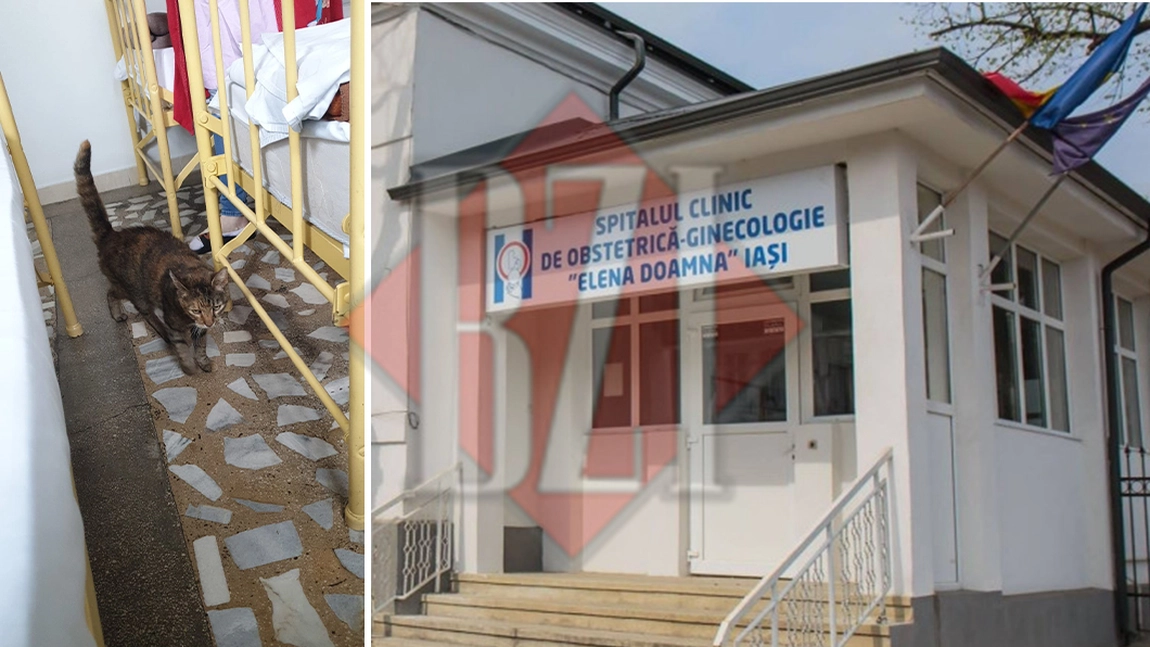 De ce să nu te duci la Maternitatea ”Elena Doamna” din Iași! O pisică se plimbă liniștită prin salon - FOTO