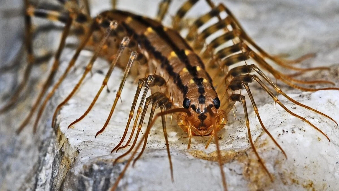 Miriapod de casă. Cum să scapi rapid de insectele înfricoșătoare
