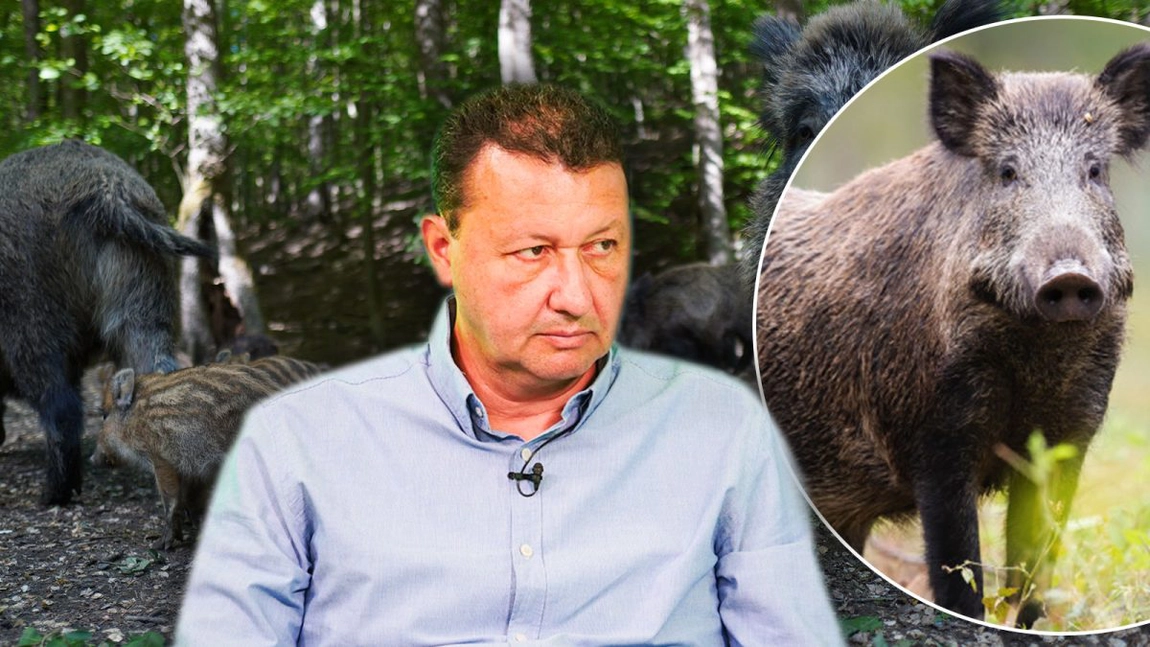 Numărul porcilor mistreți cu pestă porcină din Iași, în creștere! Pădurarii găsesc animale moarte aproape săptămânal