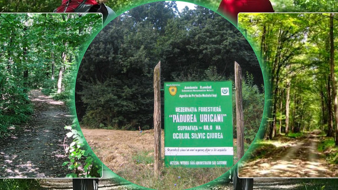 Pericol pentru ieșenii care se plimbă prin Pădurea Uricani! Mulți copaci stau să cadă, iar alții sunt deja prăbușiți pe traseele pentru biciclete