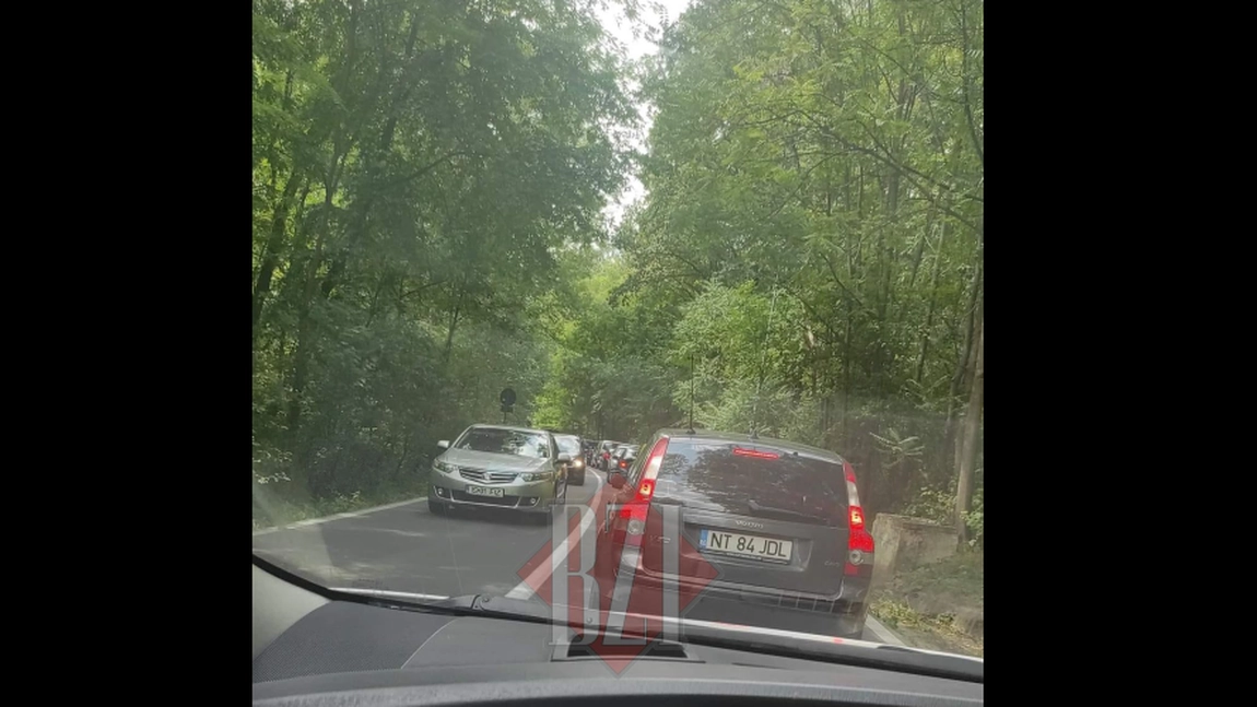 Copac căzut pe drumul spre Aeroportul Internaţional Iaşi. Poliţia este la faţa locului - EXCLUSIV, FOTO, VIDEO