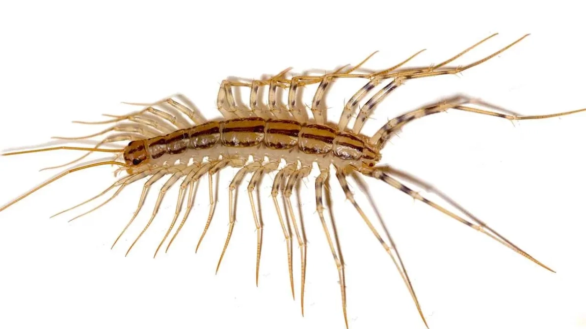 Insecte de casă. Speciile de care să scapi cât mai repede pentru a nu te îmbolnăvi