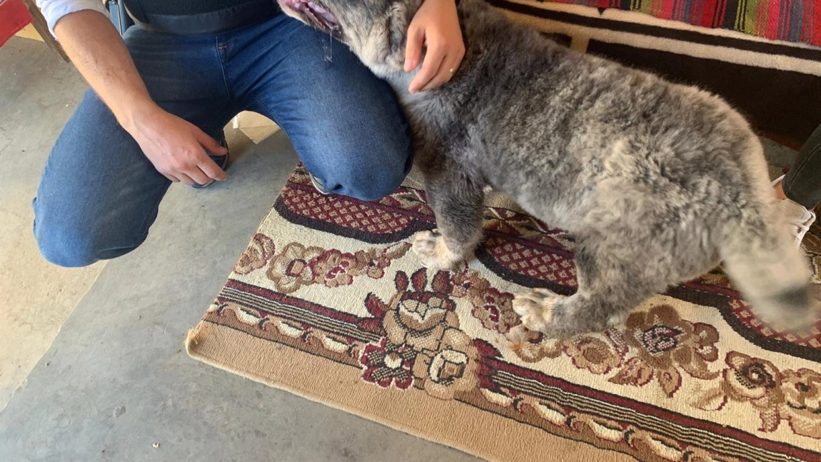 Percheziții domiciliare la deținătorii de animale din Bacău