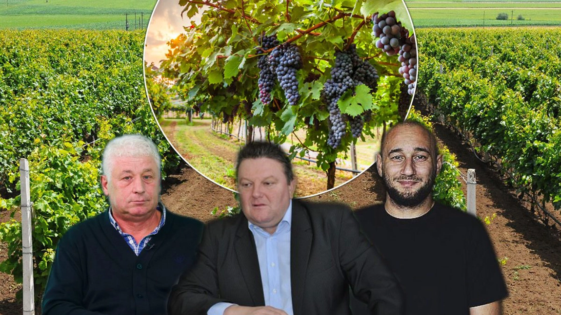 Vinul produs în Iași anul acesta va fi mai bun, iar producția de struguri va fi mai mare